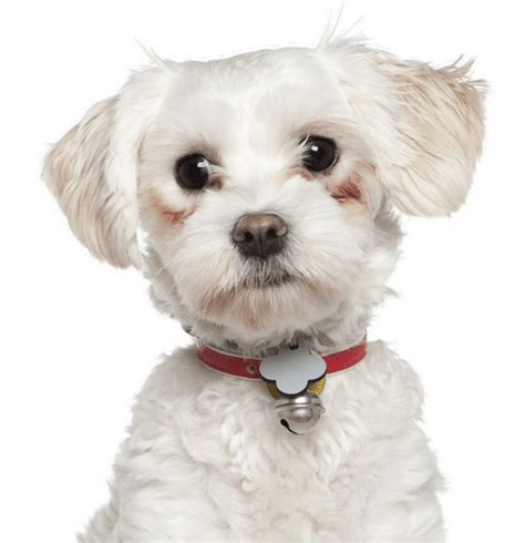Adopters will need to continue to monitor his heart along with consistent dental care to keep him happy and healthy as well as regular grooming. . Maltese rescue st louis